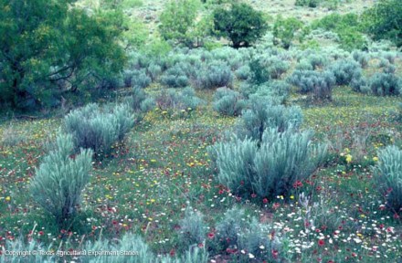 sagebrush texas
