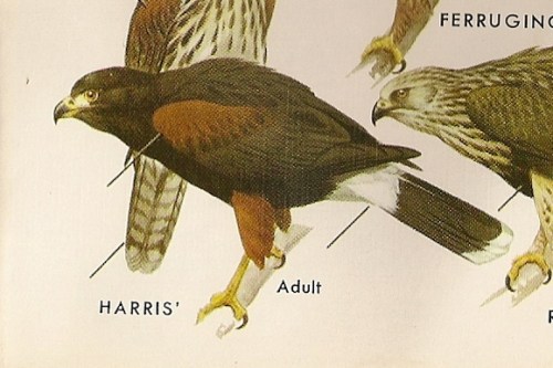 Harris' Hawk (Parabuleo unicinctus) Peterson's Field Guide
