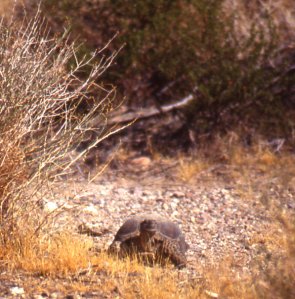 Ivanp-tort-in-desert from basinandrangewatch.org