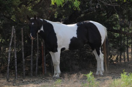 Star Bars Moore APHA 808164, loafing in arena pasture under mesquites.