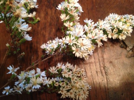 In the late fall, my whole front field appeared as snow with these flowers.