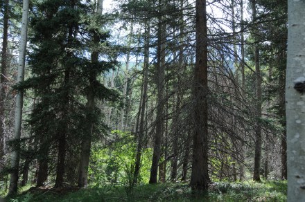 Rio Santa Barbara upper watershed mature forest (photo by J. F. Matthews, July 2012).