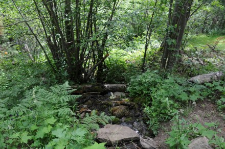 Rivulet pouring into Rio Santa Barbara upper watershed (photograph, J. F. Matthews, July 2010).
